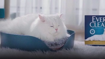 铂钻 金标低尘多效猫砂：宠物生活好选择