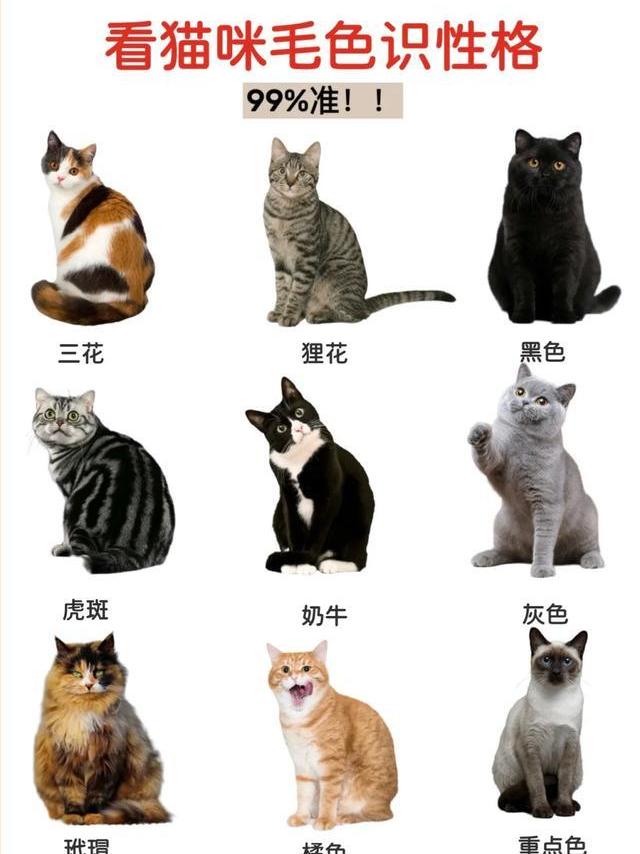 毛色背后的猫咪性格密码，一测便知，准到吓人！