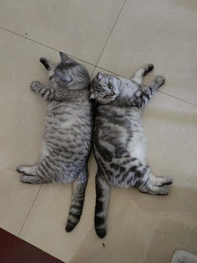 多猫家庭如何判断每只猫吃了多少?