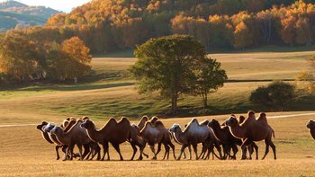 秋天草原上，万马奔腾的壮观景象！ 