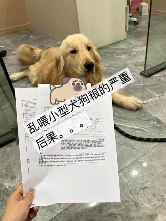 真心建议!小型犬狗粮跟着选不入坑!