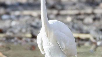 宁夏都有哪些本地人才知道的景区？这篇灵武的攻略就很不错 