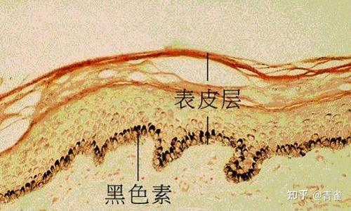 巨有效的美白方法是什么？