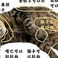 猫咪🐱犯错该不该打？你需要一份“打猫”说明书🤭