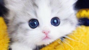 猫猫喜欢在哪睡觉，其实和你也有关系🤗 