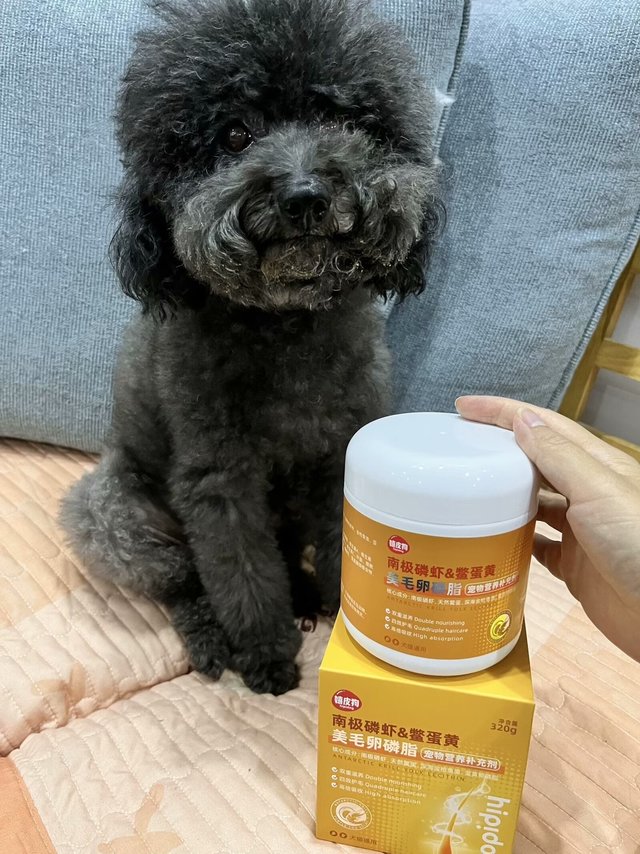 8岁狗子毛发好的秘诀，这款卵磷脂功不可没