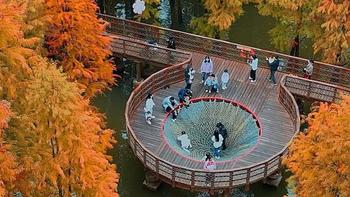 探秘杭州青山湖水上森林：四季之美与生态奇观 