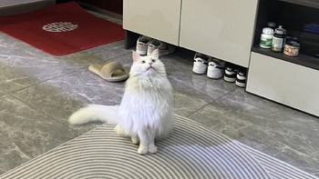 猫咪铲屎官必备！揭秘猫砂的前世今生