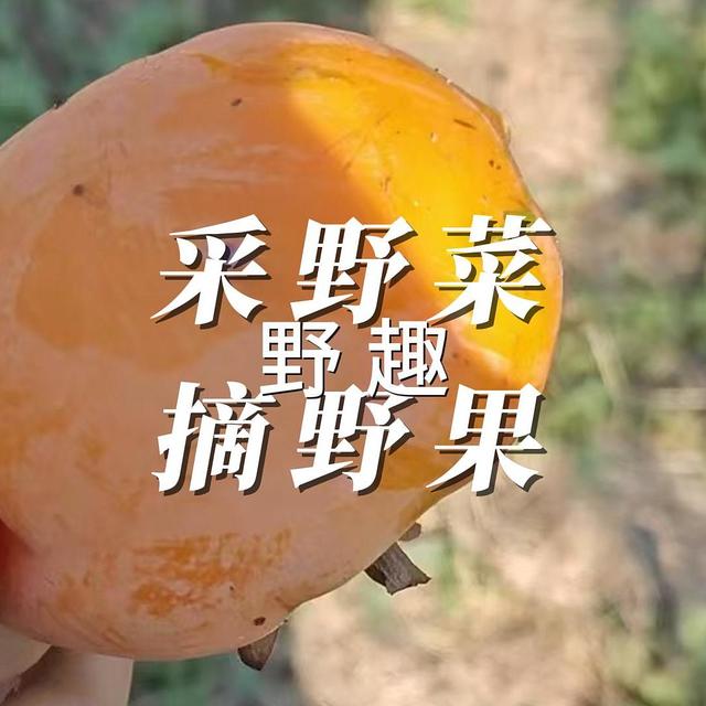 野趣 采野菜 摘野果