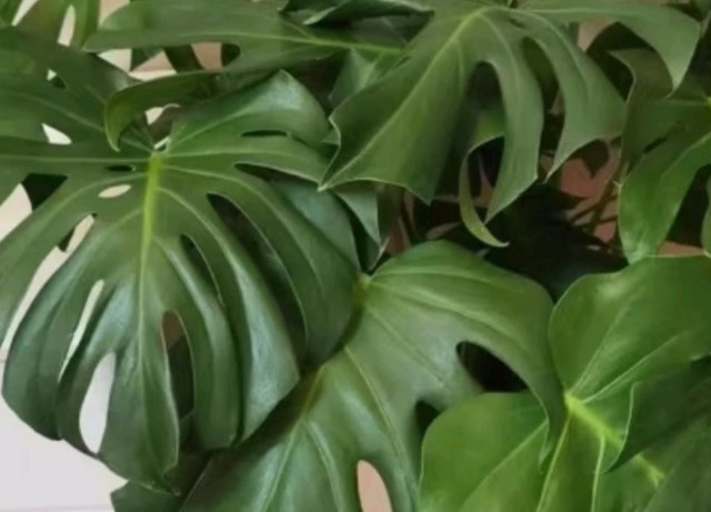 室内装饰的理想之选——？