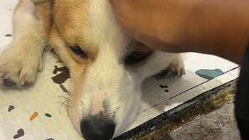 日记里的秘密：如何记录生活中的小确幸？ 