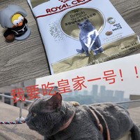 据说蓝胖子的快乐时光就是吃上皇家猫粮，仅此一号！