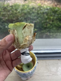 每天认识一种植物：山地玫瑰