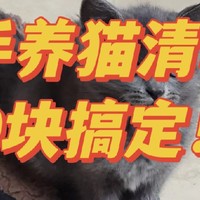 新手养猫，到底需要多少钱？新手养猫清单！