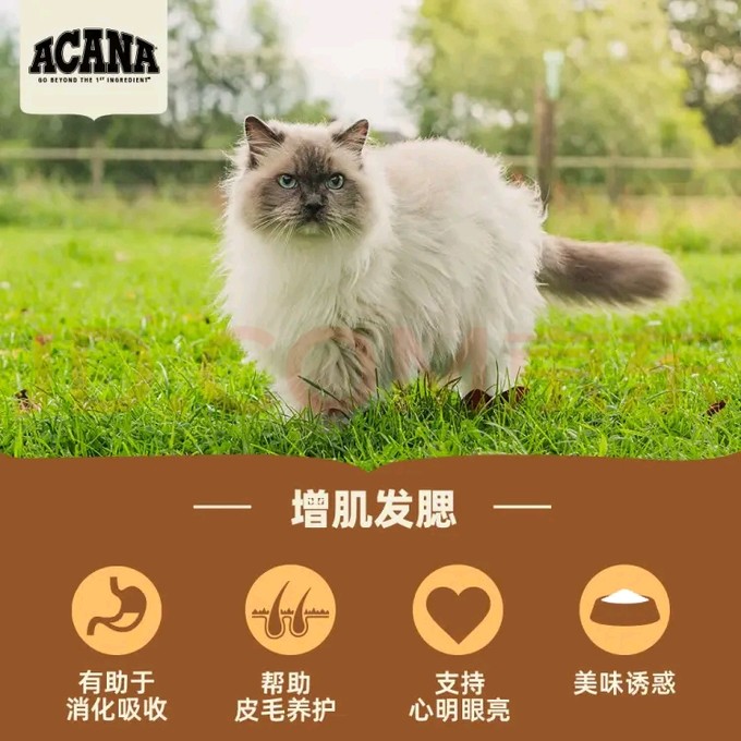 爱肯拿猫咪干粮