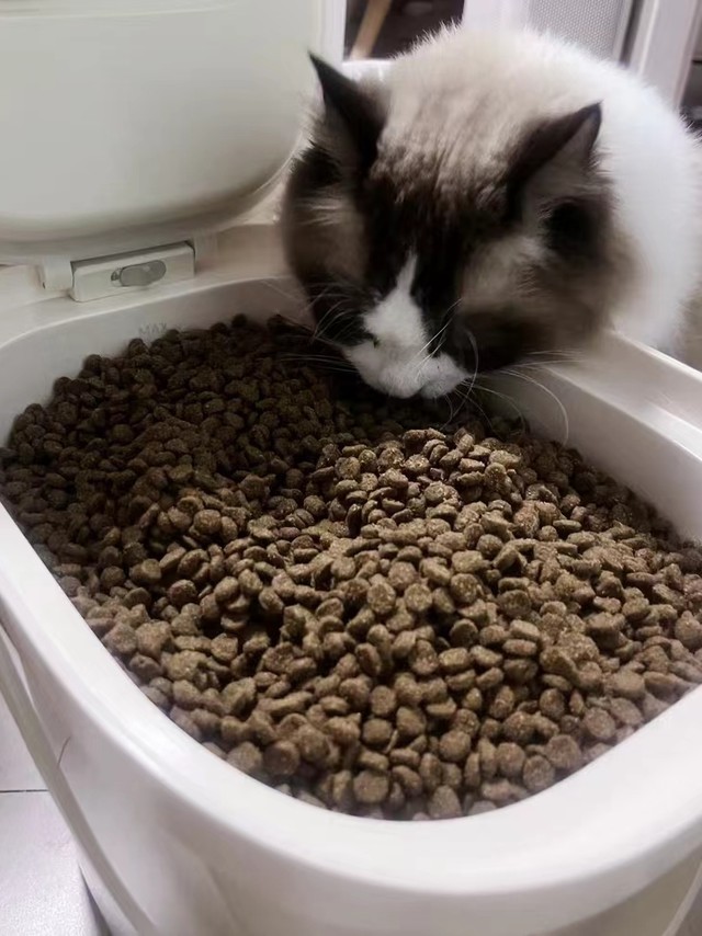 猫咪挑食不再愁，INSTINCT百利鸡猫粮