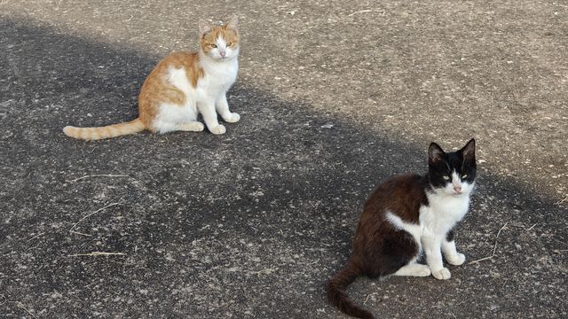单位门口，阳光下慵懒的流浪猫，有没有发现它们很像？