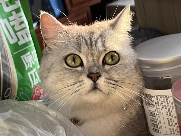 皇家幼猫猫粮，4-12月宝宝必备！