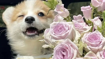 我家小猫的玩伴。 