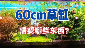 60厘米的鱼缸，想要玩草缸，需要些什么东西？