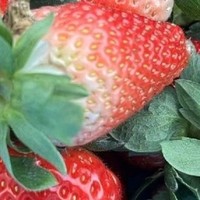 草莓🍓