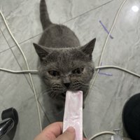 让猫流泪的美味，好吃哭了的猫条！