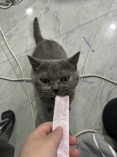 让猫流泪的美味，好吃哭了的猫条！