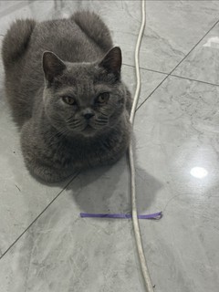 让猫流泪的美味，好吃哭了的猫条！