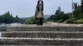 与爱犬共赏大自然风光 