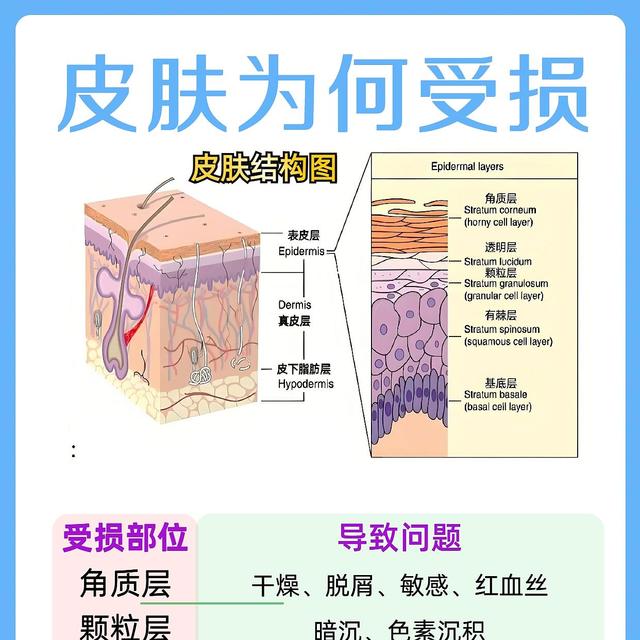 看懂皮肤结构，终于知道为会出现各种皮肤问题了。