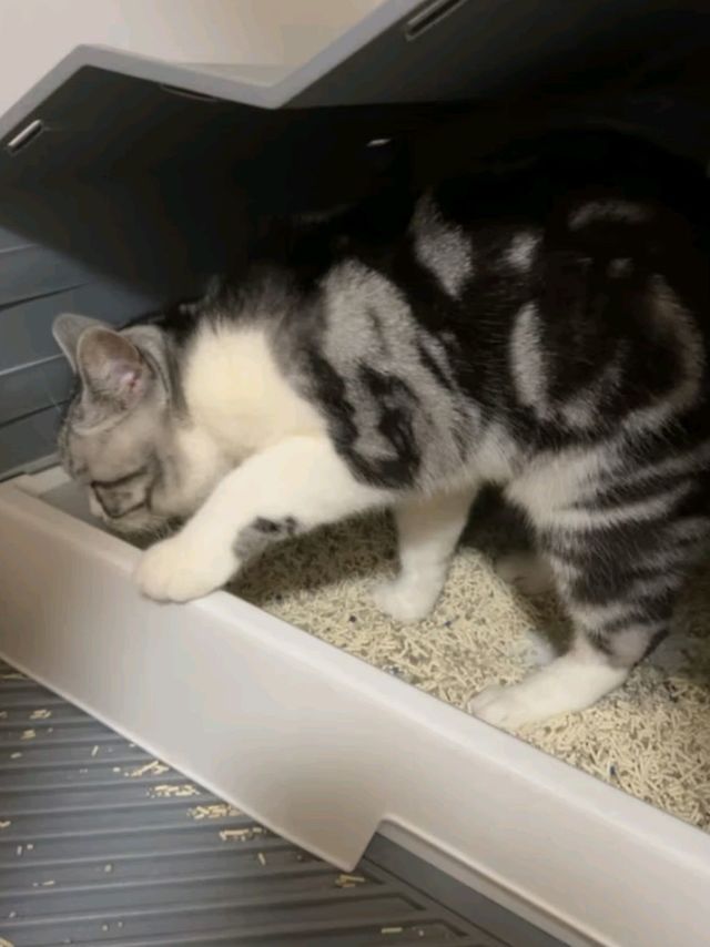 pidan混合猫砂经典原味款：铲屎官的救星！
