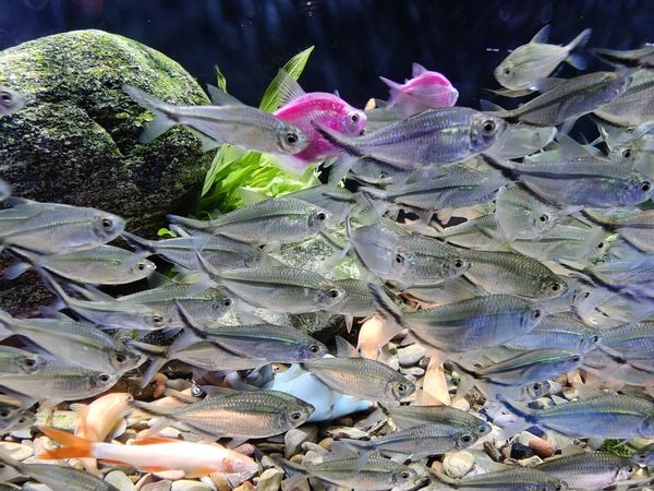 群游鱼养一缸真的很壮观，不过黑尾大勾群游起来不太好看