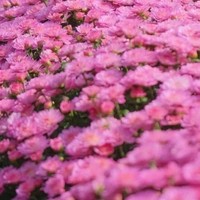 杭州植物园菊花展已看完🌼说点实话吧…