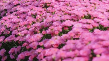 杭州植物园菊花展已看完🌼说点实话吧… 