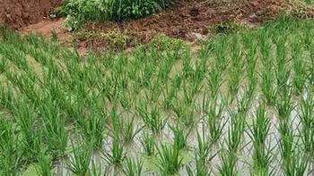 今年夏天的雨水多不多？看谷雨的天气就知道，老祖宗的智慧准不准 