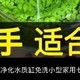 网传天坑之圆缸水草种子养鱼测评