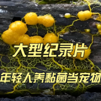 大型纪录片《年轻人养黏菌当宠物》