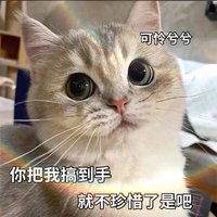 让小猫咪“短寿”的6种行为，赶紧拉进黑名单！快看看你家猫中招了吗？