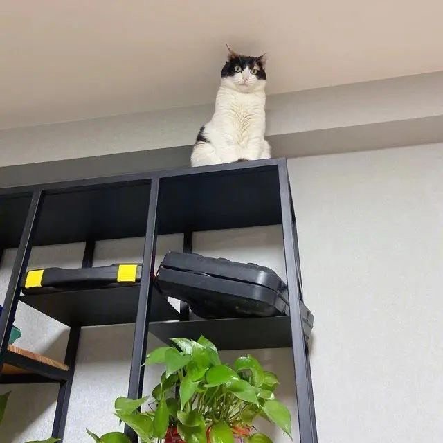 猫咪