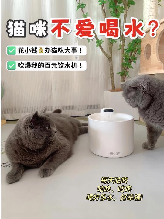 Hiigge你还有多少惊喜是朕不知道的？！！！