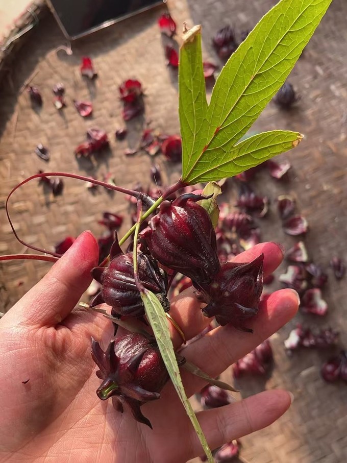 鲜花绿植