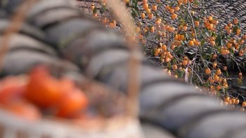 江浙沪的柿子熟了 秋意十足快来拍照！ 