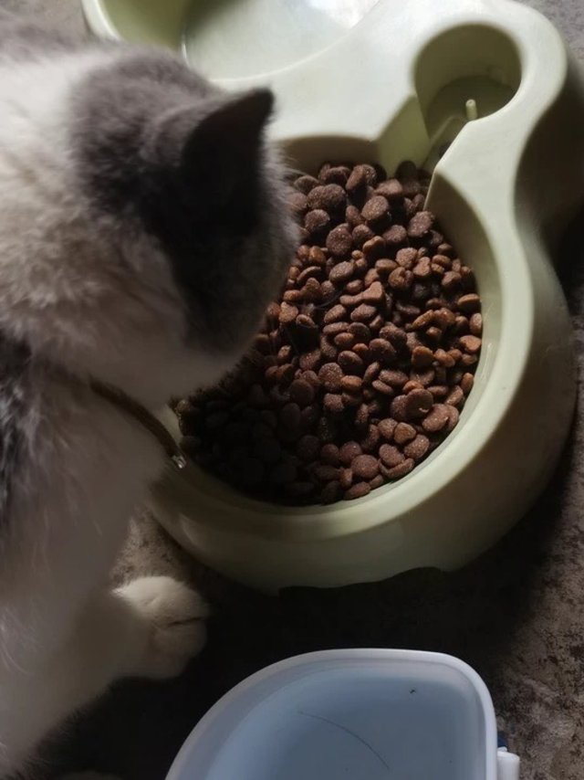 铲屎官必看！卫仕膳食猫粮，天猫商城优惠来袭