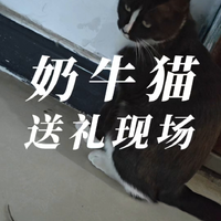 奶牛猫送礼现场 你们说这家人开门的时候会不会被吓尿了？