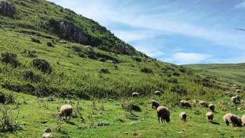 探秘桂黔滇，半个月旅游新体验16-南宁菜市场+旅程总结 