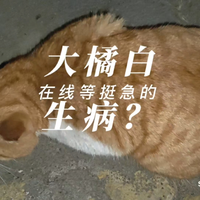 大橘白 生病？在线等挺急的 感觉在干呕呢 是个未绝育的公猫