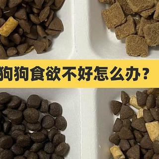 新手养狗换粮指南丨狗狗食欲不好是什么原因？