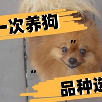 新手养狗丨泰迪、博美、比熊怎么选？第一次养狗什么狗好养？