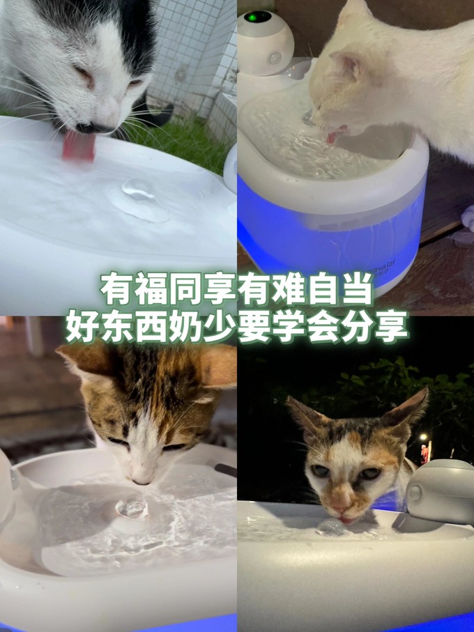 宠物食具水具