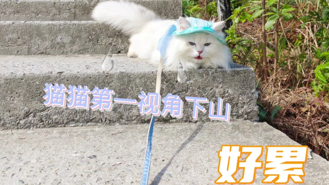 什么，我的猫又累成狗了？